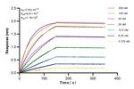 MX1 Antibody in Surface plasmon resonance (SPR)