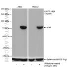 MX1 Antibody in Western Blot (WB)