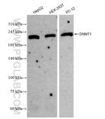 DNMT1 Antibody in Western Blot (WB)