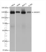 SREBF1 Antibody in Western Blot (WB)