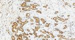 MCL1 Antibody in Immunohistochemistry (Paraffin) (IHC (P))