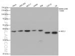 MCL1 Antibody in Western Blot (WB)