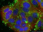 MCL1 Antibody in Immunocytochemistry (ICC/IF)