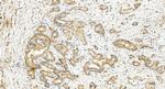 MCL1 Antibody in Immunohistochemistry (Paraffin) (IHC (P))