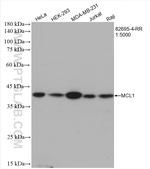 MCL1 Antibody in Western Blot (WB)