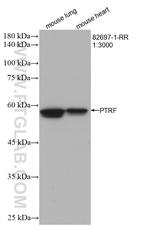 PTRF Antibody in Western Blot (WB)