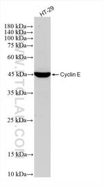Cyclin E Antibody in Western Blot (WB)