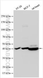 Cyclin E Antibody in Western Blot (WB)