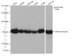 GOLGA2/GM130 Antibody in Western Blot (WB)