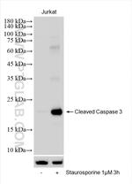 Cleaved Caspase 3 Antibody in Western Blot (WB)