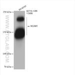 NCAM1/CD56 Antibody in Western Blot (WB)