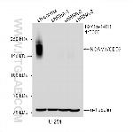 NCAM1/CD56 Antibody in Western Blot (WB)