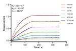 ATG13 Antibody in Surface plasmon resonance (SPR)