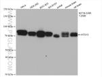 ATG13 Antibody in Western Blot (WB)