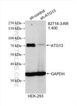 ATG13 Antibody in Western Blot (WB)
