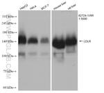 LDLR Antibody in Western Blot (WB)