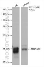 SERPINE2 Antibody in Western Blot (WB)