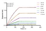 BST2 Antibody in Surface plasmon resonance (SPR)