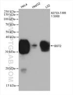 BST2 Antibody in Western Blot (WB)