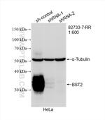 BST2 Antibody in Western Blot (WB)