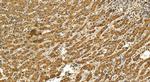 MRPS16 Antibody in Immunohistochemistry (Paraffin) (IHC (P))