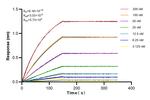 MRPS16 Antibody in Surface plasmon resonance (SPR)
