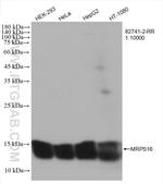 MRPS16 Antibody in Western Blot (WB)