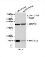MRPS16 Antibody in Western Blot (WB)