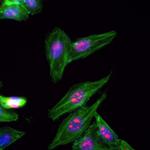 BOP1 Antibody in Immunocytochemistry (ICC/IF)
