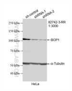 BOP1 Antibody in Western Blot (WB)