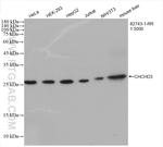 CHCHD3 Antibody in Western Blot (WB)