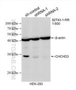 CHCHD3 Antibody in Western Blot (WB)