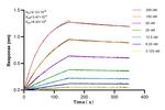 CD79a Antibody in Surface plasmon resonance (SPR)