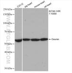 Desmin Antibody in Western Blot (WB)