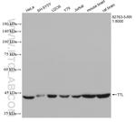 TTL Antibody in Western Blot (WB)