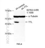 TTL Antibody in Western Blot (WB)