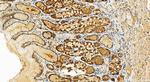 Thioredoxin Antibody in Immunohistochemistry (Paraffin) (IHC (P))