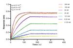 Thioredoxin Antibody in Surface plasmon resonance (SPR)
