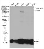 Thioredoxin Antibody in Western Blot (WB)