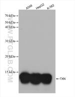 Thioredoxin Antibody in Western Blot (WB)