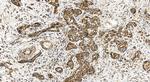 OGDH Antibody in Immunohistochemistry (Paraffin) (IHC (P))