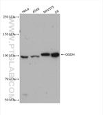 OGDH Antibody in Western Blot (WB)