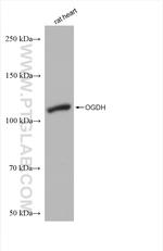 OGDH Antibody in Western Blot (WB)