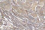 CD55 Antibody in Immunohistochemistry (Paraffin) (IHC (P))