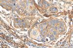 CD55 Antibody in Immunohistochemistry (Paraffin) (IHC (P))