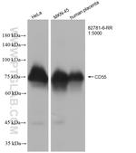 CD55 Antibody in Western Blot (WB)