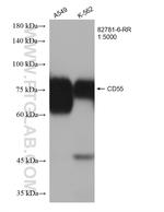 CD55 Antibody in Western Blot (WB)