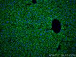 Albumin Antibody in Immunohistochemistry (PFA fixed) (IHC (PFA))