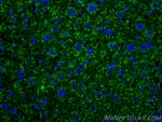 Albumin Antibody in Immunohistochemistry (PFA fixed) (IHC (PFA))