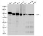 SOS1 Antibody in Western Blot (WB)
